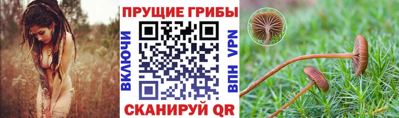 Псилоцибиновые грибы Psilocybe  Мелеуз 
